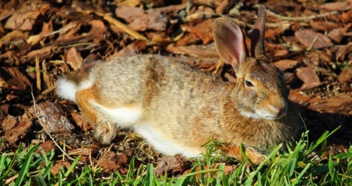 Year of the Rabbit: A positive and inspiring outlook for 2011?