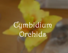 Cymbidium Orchids:Cake Artistry